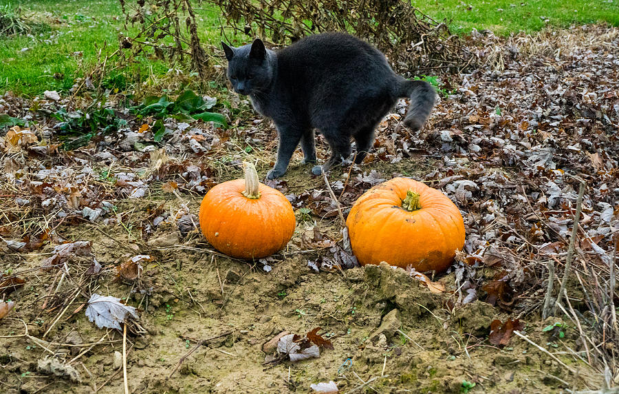 Black Cat of Halloween Photograph by Douglas Barnett