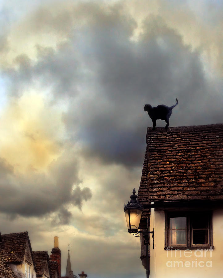 Black Cat on a Rooftop Photograph by Jill Battaglia