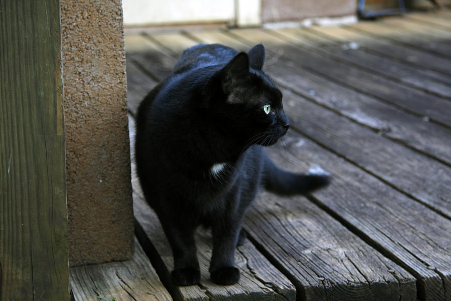 Black Cat on Porch Photograph by Melinda Fawver