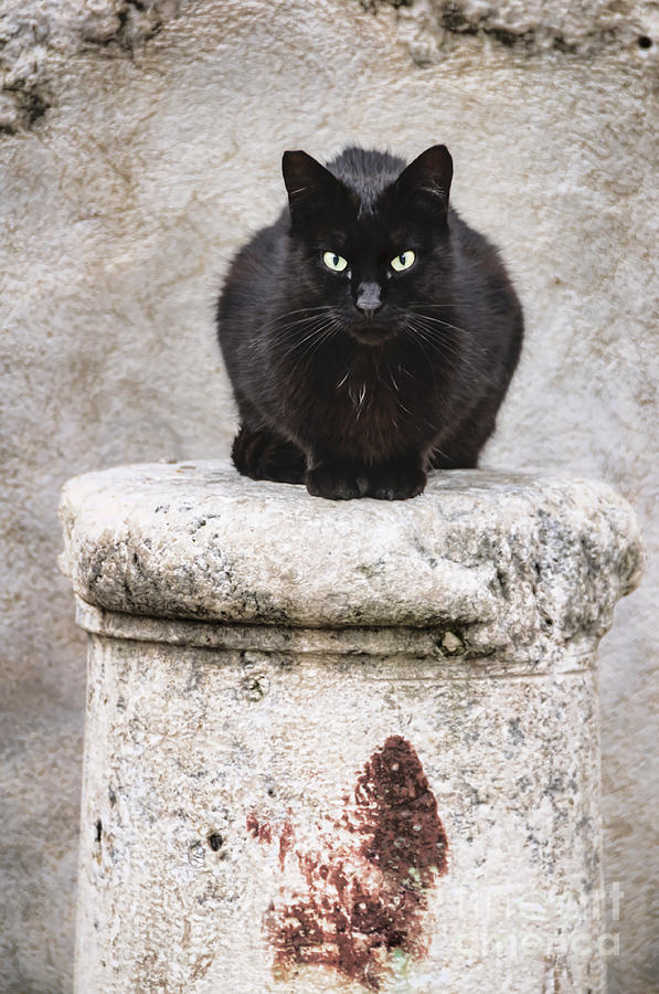 Architecture Photograph - Black Cat on Stone Pedestal by Oscar Gutierrez