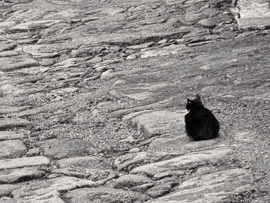 Black Cat on Weathered Cobblestones Photograph by Menega Sabidussi