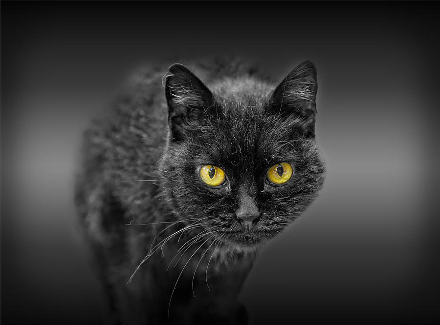 Black Cat Photograph by Peter Lakomy
