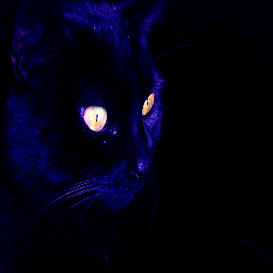 Black Cat Photograph Halloween Eyes Photograph by Taiche Acrylic Art