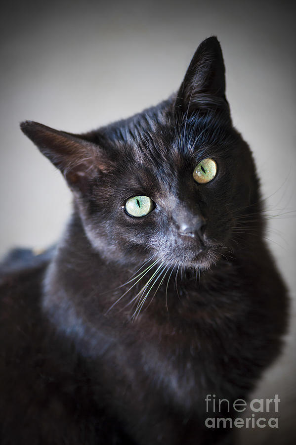 Black cat portrait Photograph by Elena Elisseeva
