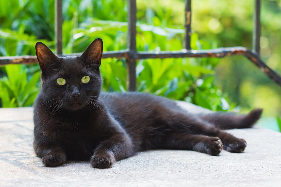 Black Cat Resting Photograph by Melinda Fawver