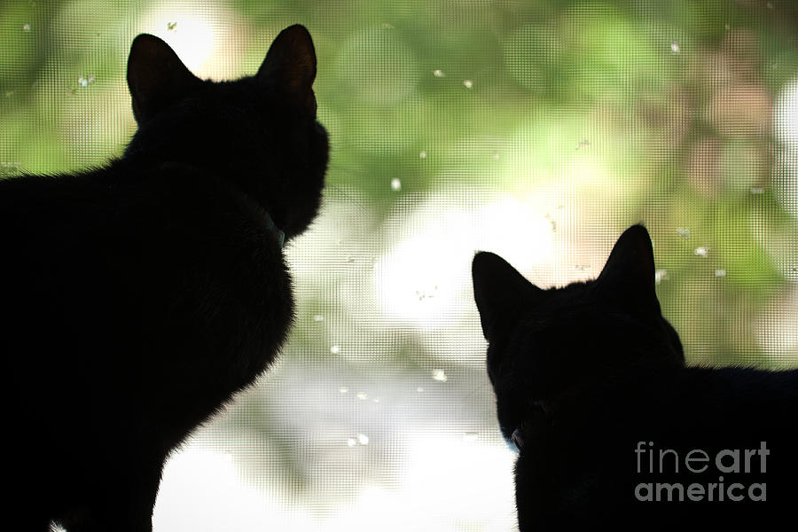 Cat Photograph - Black Cat Silhouettes by Sharon Dominick