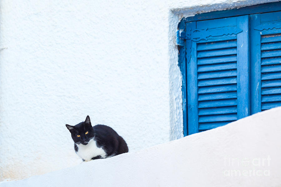 Black cat sitting near blue window Photograph by Matteo Colombo