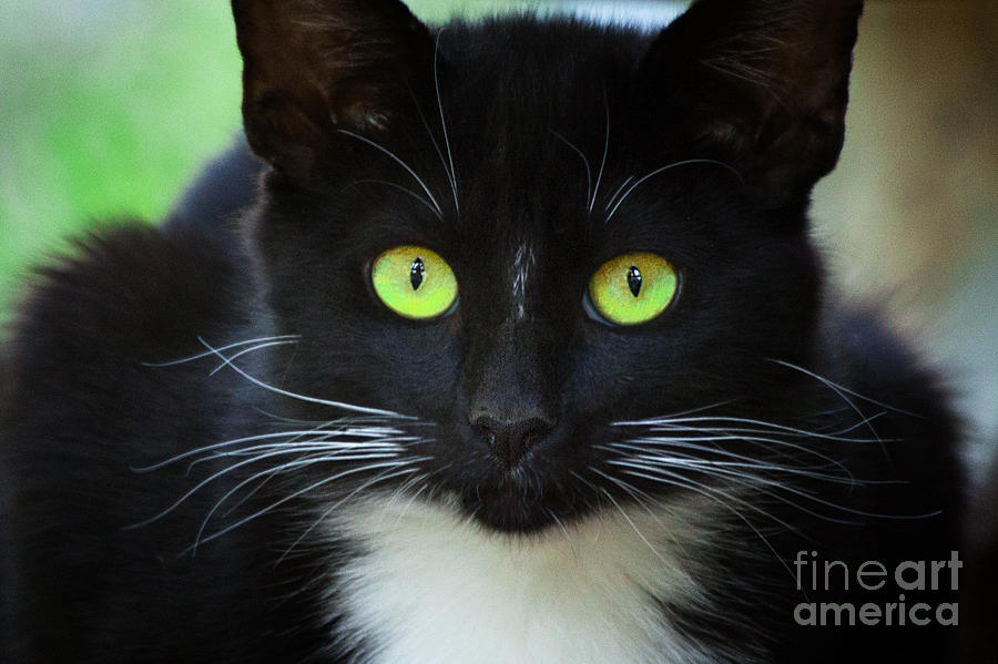 Pretty Photograph - Black Cat With Beautiful Green Eyes by Jerry Cowart