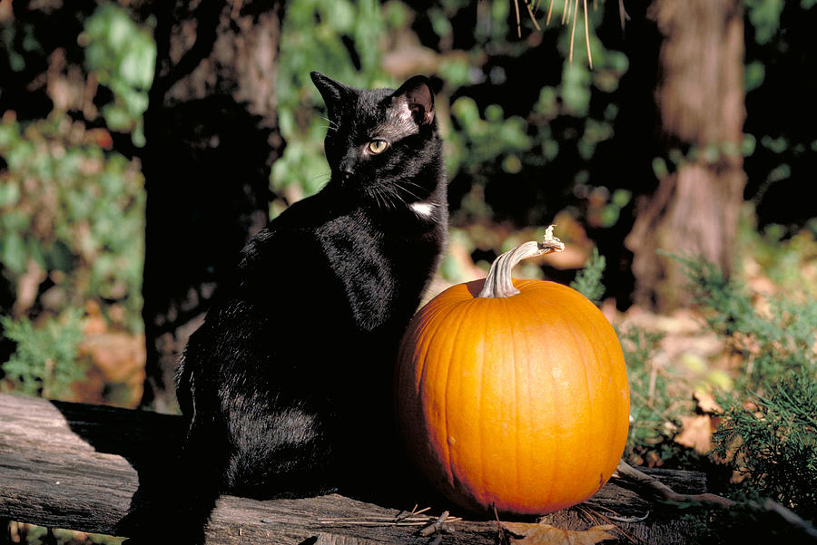 Black Cat With Pumpkin Photograph by Harry Rogers