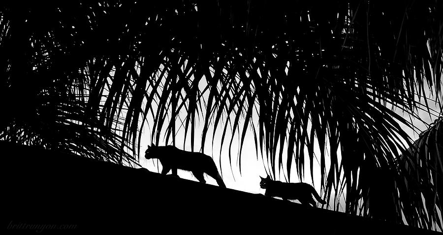 Animal Photograph - Black Cats by Britt Runyon