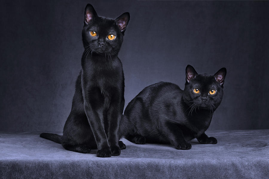 Black cats Photograph by MorganLeFaye