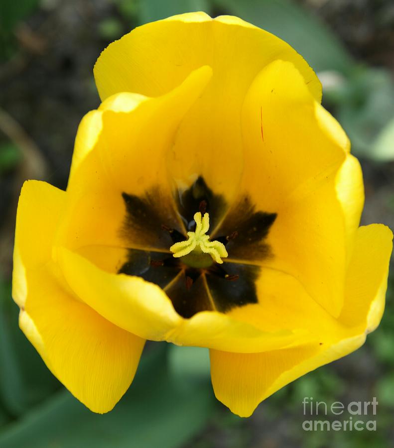 Spring Photograph - Black Center by Christiane Schulze Art And Photography