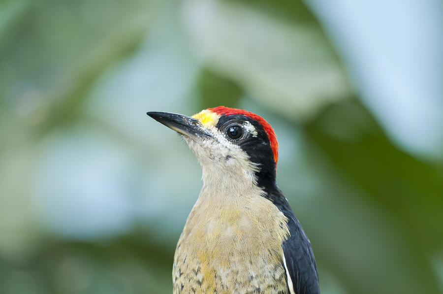 Black-cheeked Woodpecker Male Andes Photograph by Tui De Roy