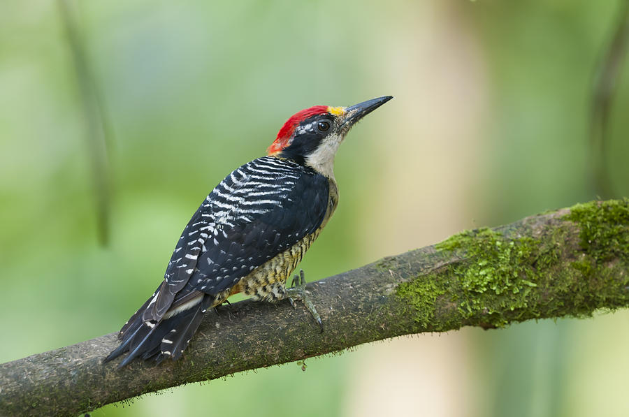Black-cheeked Woodpecker Male Milpe Photograph by Tui De Roy