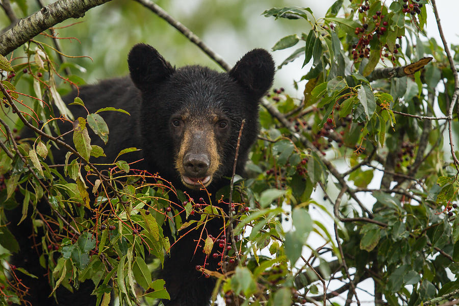 Bear in a Cherry Tree Photograph by Doug McPherson