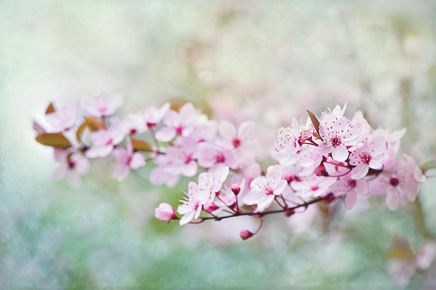 Black Cherry Plum Blossom Photograph by Jacky Parker Photography