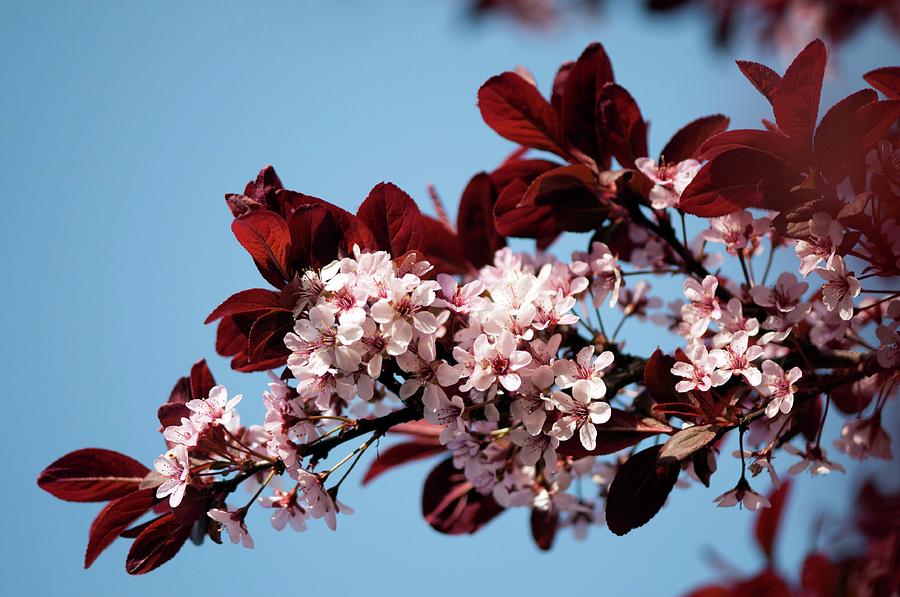 Black Cherry Plum (prunus Cerasifera) Photograph by Maria Mosolova