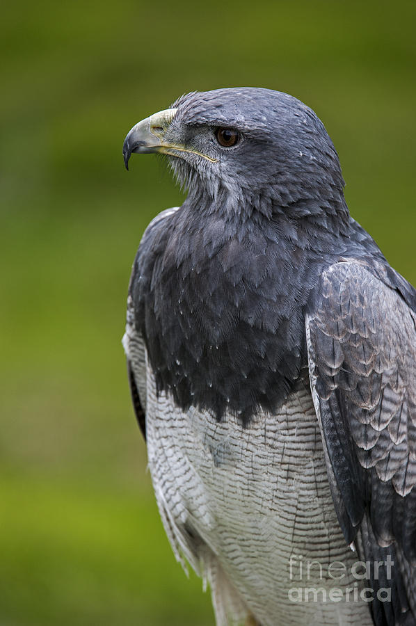 Black-chested buzzard-eagle Photograph by Arterra Picture Library
