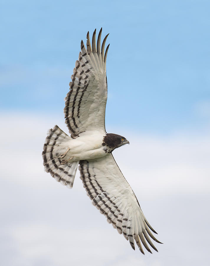 Black-chested Snake Eagle Circaetus Photograph by Panoramic Images