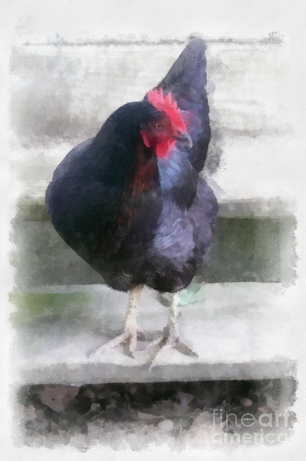 Chicken Digital Art - Black Chicken by Betsy Cotton