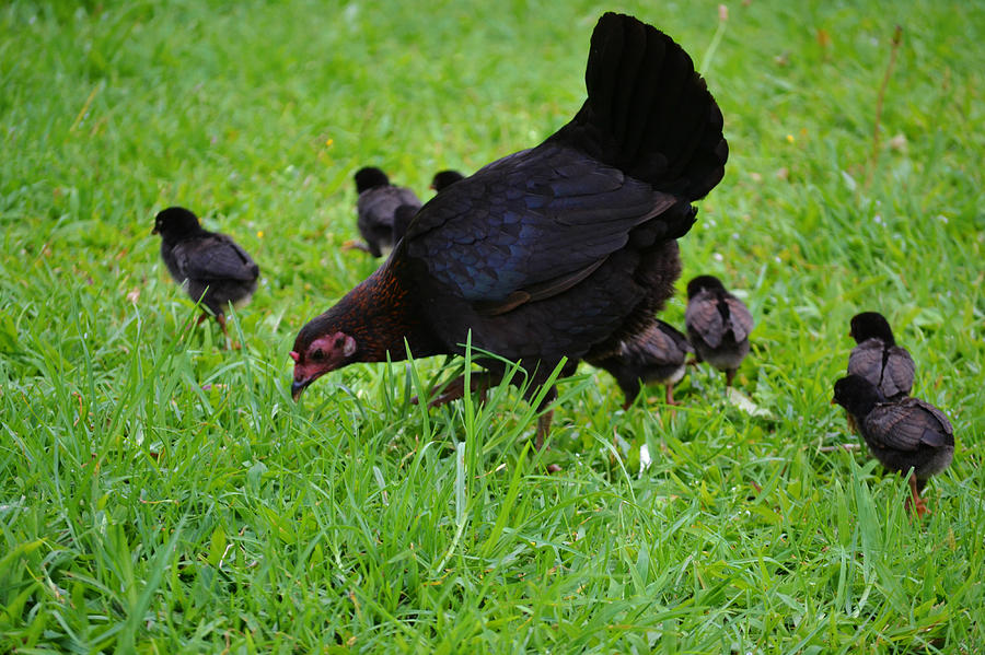 Black Chickens Photograph