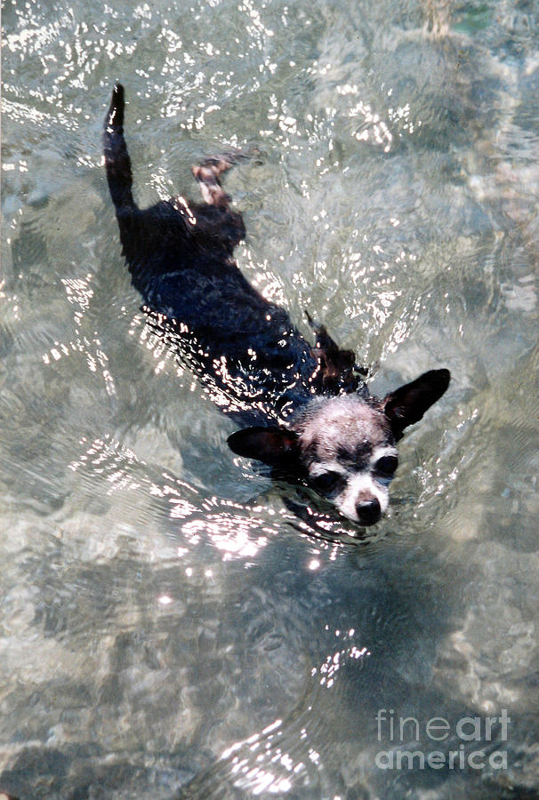 Black Chihuahua Dog Swimming Photograph by Christopher Shellhammer