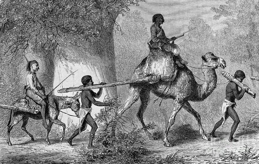 Donkey Photograph - Black Children Led Into Slavery, 19th by Wellcome Images
