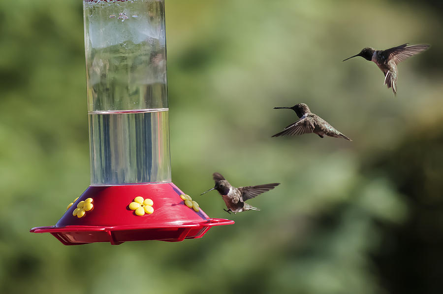 Black-chinned Hummingbird Action Panorama Photograph by Lee Kirchhevel