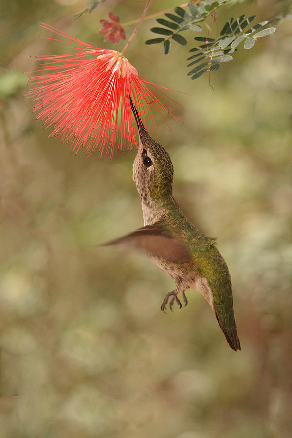 Black-chinned Hummingbird at Blossom Photograph by Alan Lenk