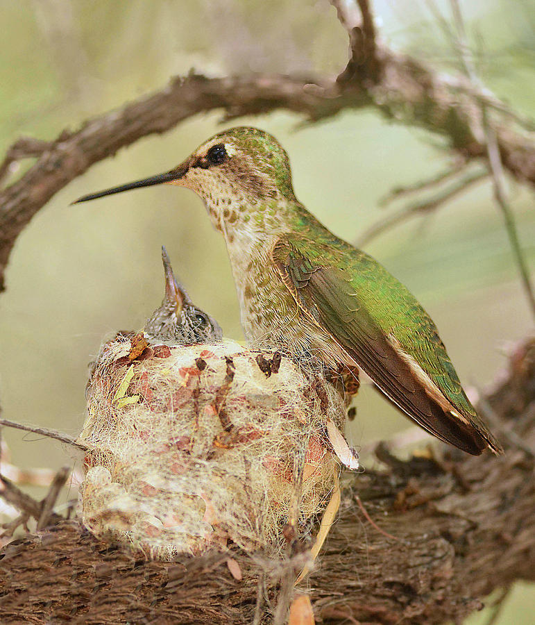Hummingbird Photograph - Black-chinned Hummingbird at Nest by Alan Lenk