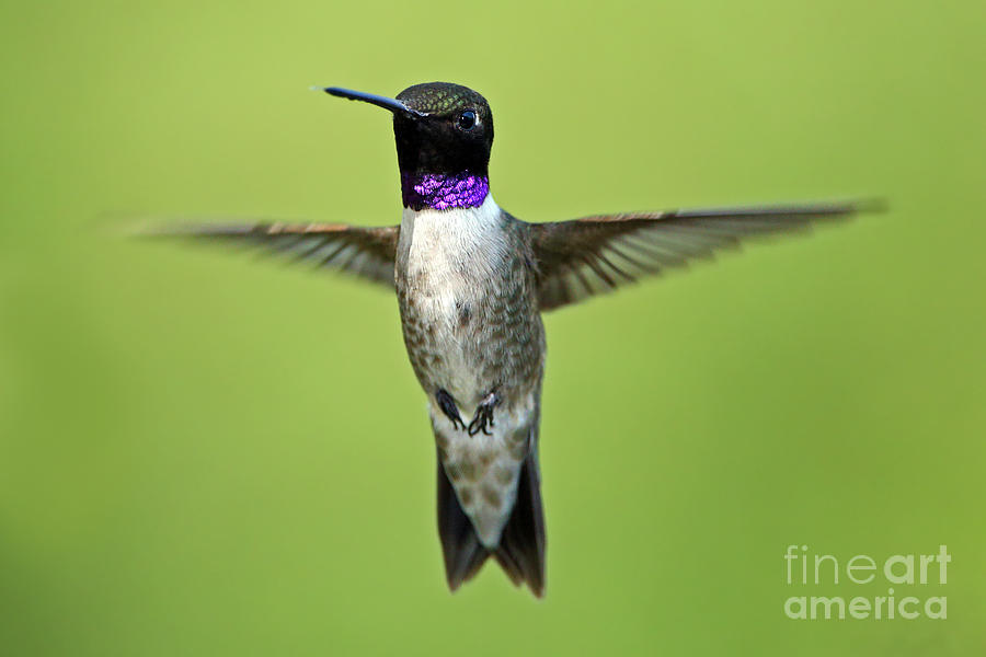 Black-chinned Hummingbird Photograph by Bill Singleton