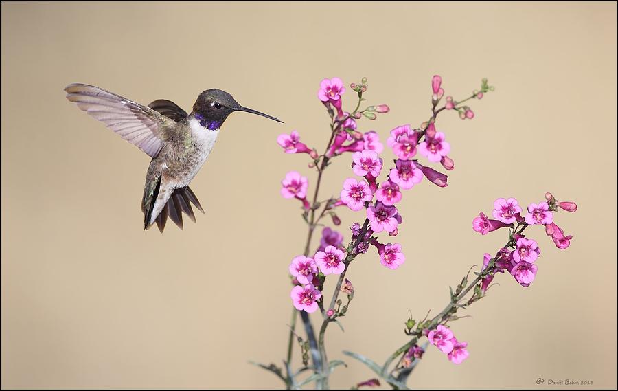 Black Chinned Hummingbird Photograph by Daniel Behm