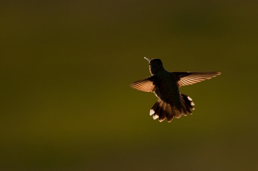 Black Chinned Hummingbird Photograph by Eric Rundle