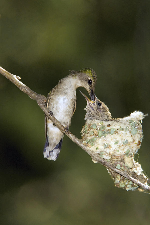 Black-chinned Hummingbird Feeding Chick Photograph by Tom Vezo