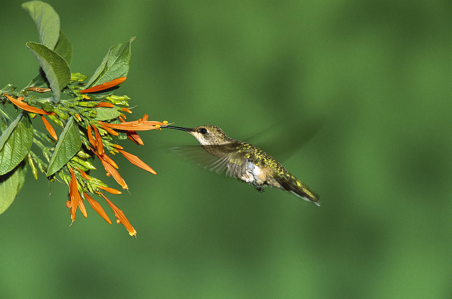 Black-chinned Hummingbird Female Feeding Photograph by Tom Vezo