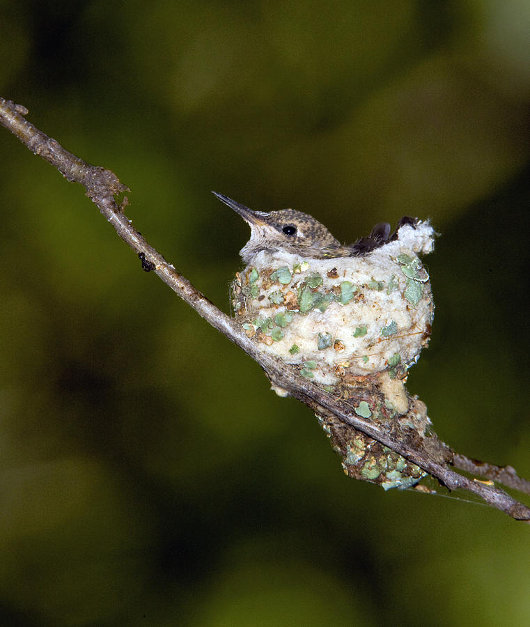 Black-chinned Hummingbird In Nest Photograph by Tom Vezo