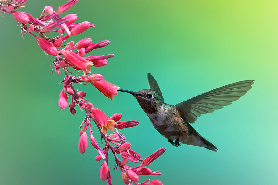 Black Chinned Hummingbird Photograph by Mary Lee Dereske