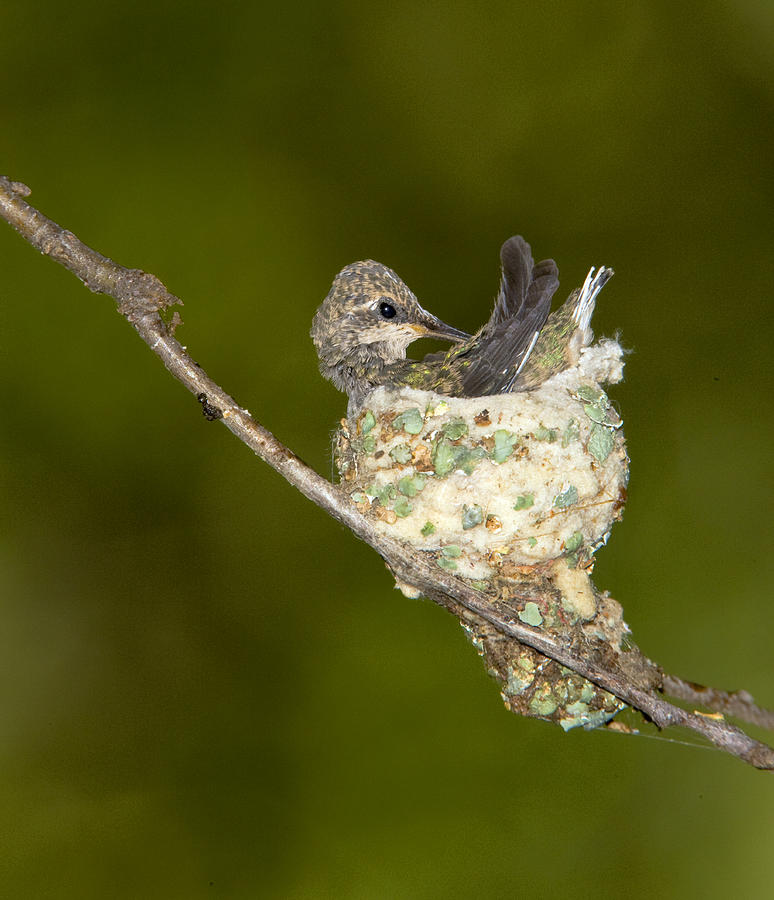 Black-chinned Hummingbird Preening Photograph by Tom Vezo