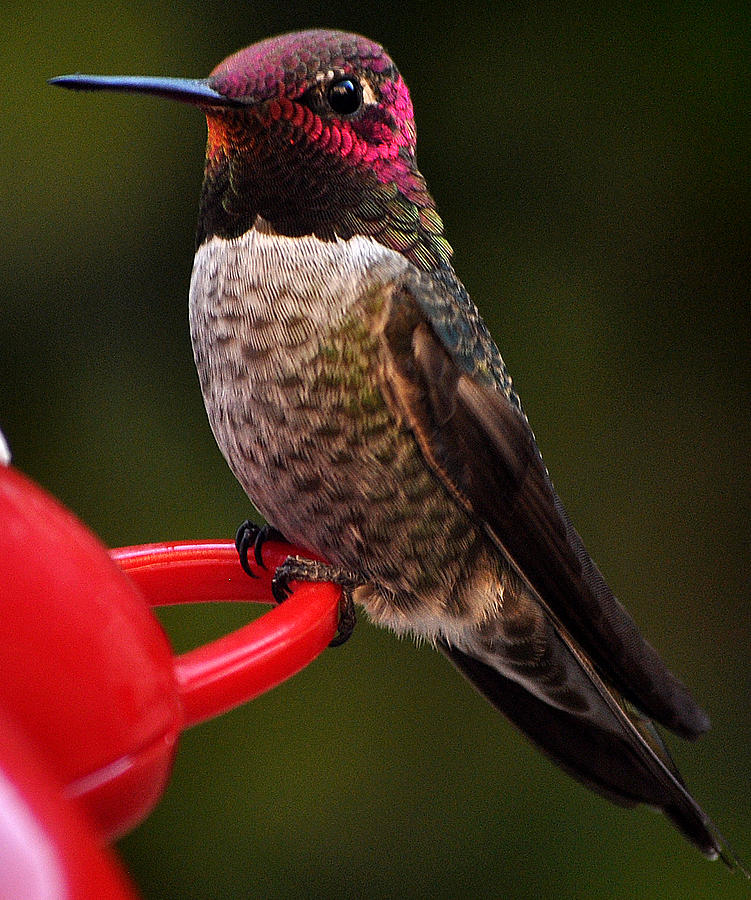 Black Chinned Male Hummingbird Photograph by Jay Milo