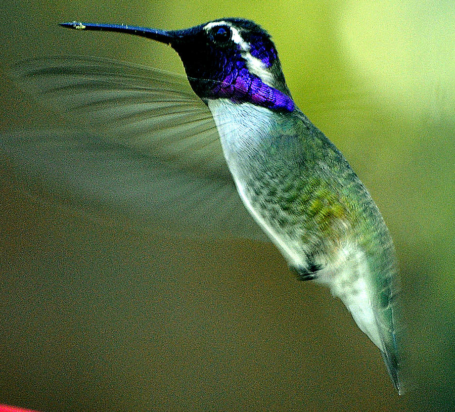 Black Chinned Male In Flight To Feeder Photograph by Jay Milo