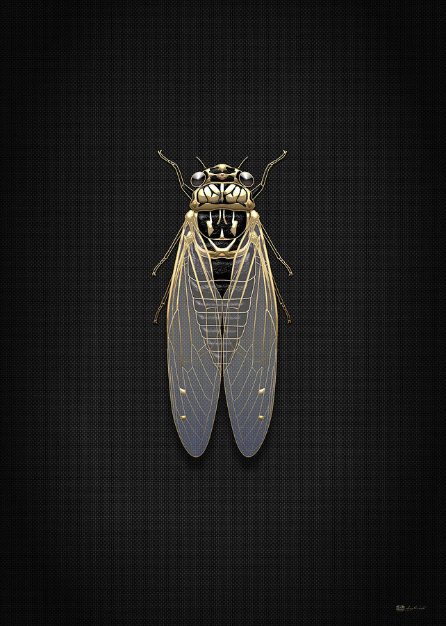 Cicadas Digital Art - Black Cicada with Gold Accents on Black Canvas by Serge Averbukh