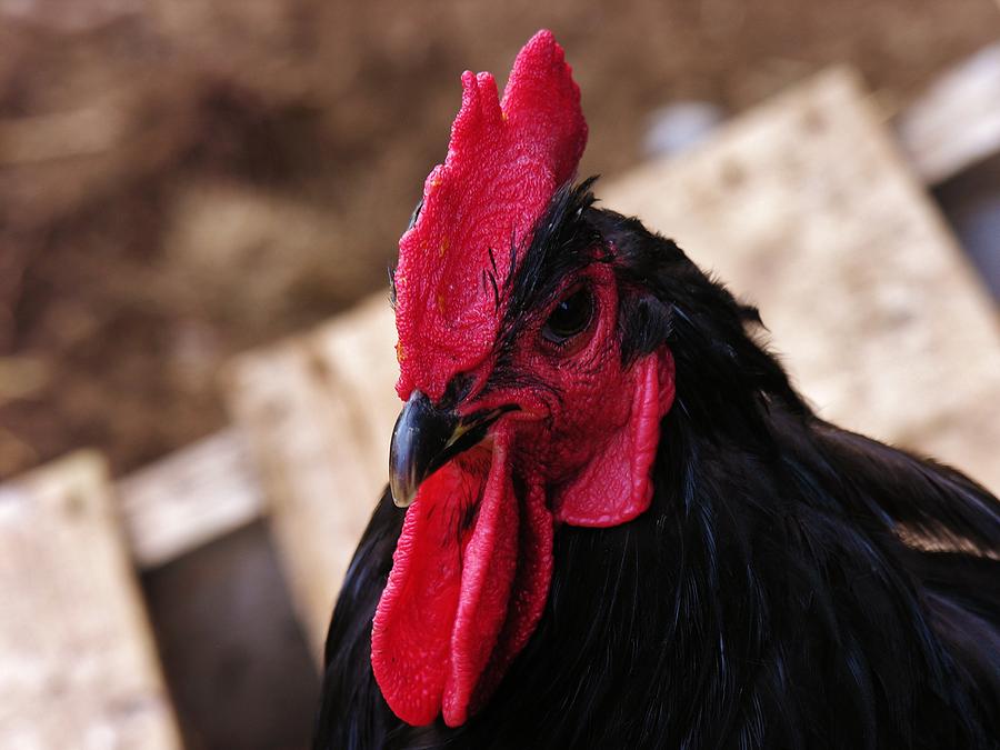 Rooster Photograph - Black Cochin Rooster by Sherman Perry
