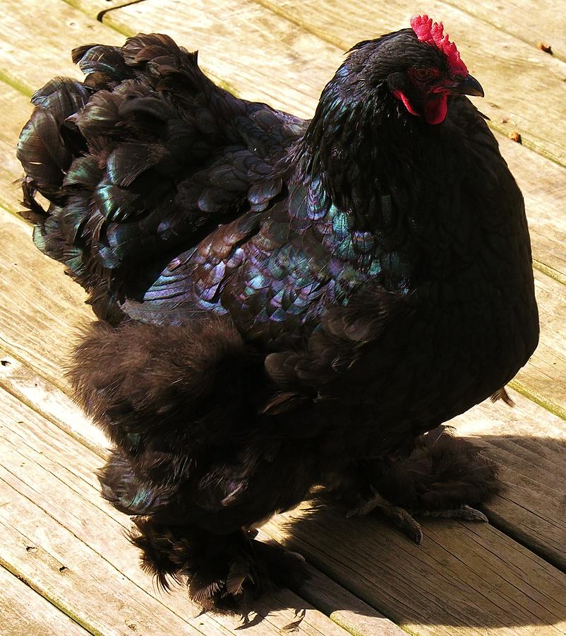Chicken Photograph - Black Cochin by Sherman Perry