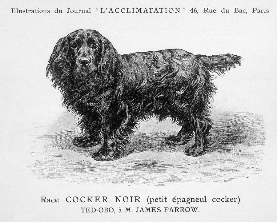 Dog Drawing - Black Cocker Spaniel by Mary Evans Picture Library