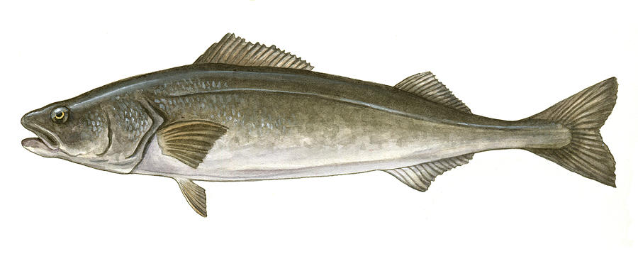 Fish Painting - Black Cod by Logan Parsons