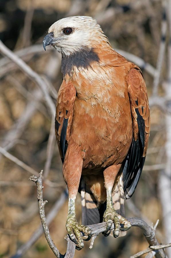 Black-collared Hawk Photograph by Tony Camacho/science Photo Library