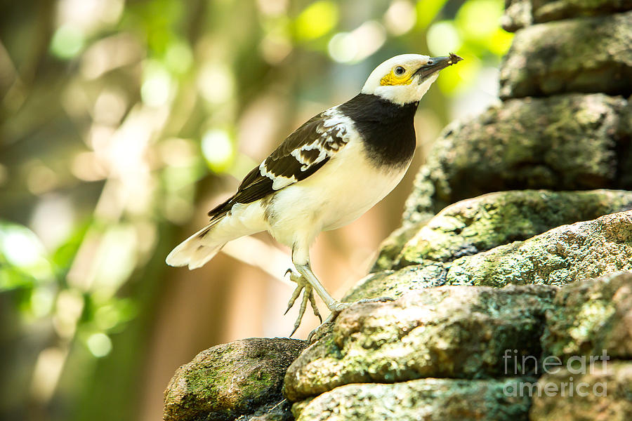 Black Collared Starling Photograph by Brad Marzolf Photography