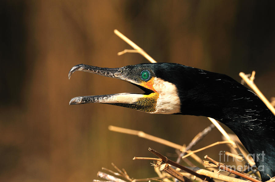 Black Cormorant Photograph by Reiner Bernhardt