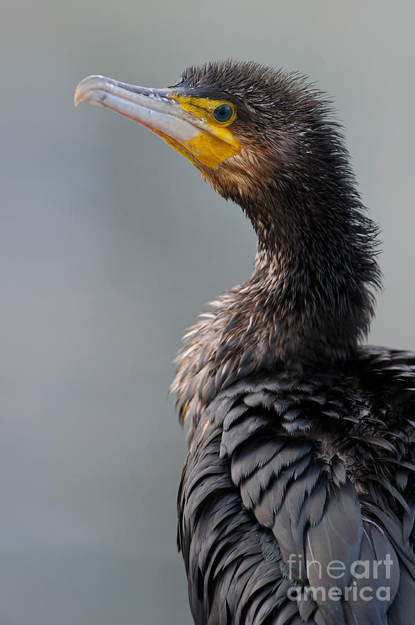 Black Cormorant Photograph by Willi Rolfes