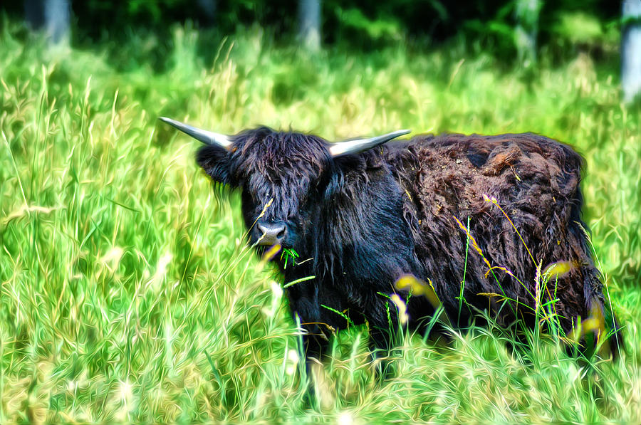 Black Cow Photograph by Bill Cannon